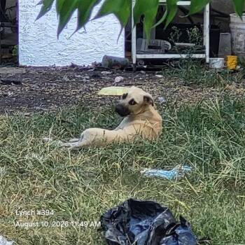 CASPER -  Black Mouth Cur Dog for Adoption in San Antonio, Texas - CASPER | PetCurious