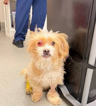 Maltese and Mixed Breed Dogs Available for Adoption in Ontario, California - FREDDY | PetCurious
