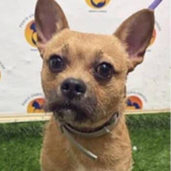 French Bulldog and Cairn Terrier Dogs Available for Adoption in Port Richey, Florida - Scrappy | PetCurious