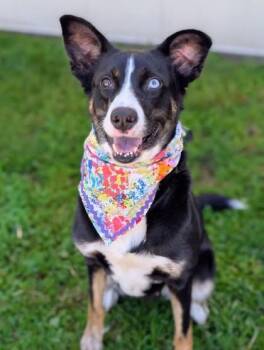 Mixed Breed Dogs Available for Adoption in Gulfport, Mississippi - Nellie | PetCurious