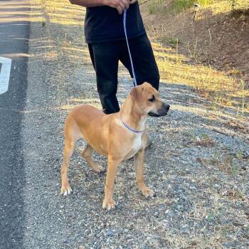 Rescue Mixed Breed and Black Mouth Cur Dogs for Adoption in Wilton, California - Ginger | PetCurious