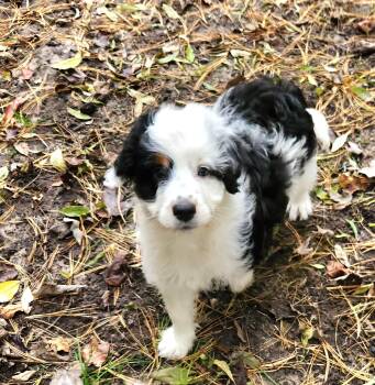 Jarad -  Aussiedoodle Dog for Adoption in Liberty Center, Ohio - Jarad | PetCurious