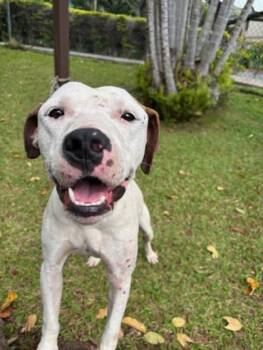 Milkshake -  Pit Bull Terrier and Mixed Breed Dog Available for Adoption in Honolulu, Hawaii - Milkshake | PetCurious