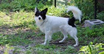 Rescue Australian Shepherd and Border Collie Dogs for Adoption in Ontario, California - Ryder CT | PetCurious