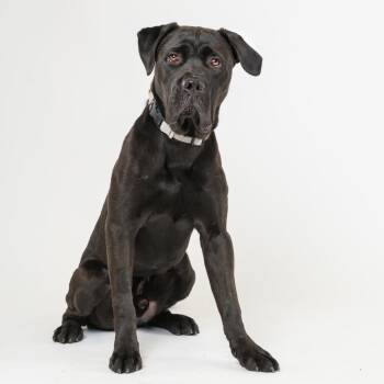 Vincent -  Cane Corso Dog for Adoption in Palm Springs, California - Vincent | PetCurious
