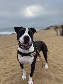Rescue American Staffordshire Terrier and American Bully Dogs for Adoption in Pacifica, California - Ziggy | PetCurious