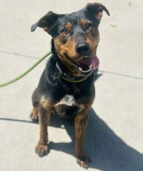 Mixed Breed Dogs Available for Adoption in West Chester, Pennsylvania - Lee (Scrump) | PetCurious