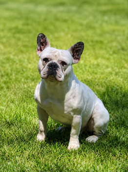 Steve-o -  French Bulldog Dog for Sale in Wills Point, Texas - Steve-o | PetCurious