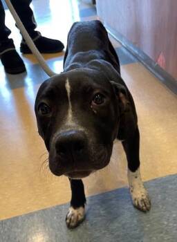 Vera -  Pit Bull Terrier Dog for Adoption in Little Elm, Texas - Vera | PetCurious