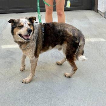 Koda -  Australian Cattle Dog Blue Heeler and Husky Dog for Adoption in Pasadena, California - Koda | PetCurious