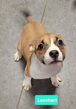 Rescue Pit Bull Terrier Dogs for Adoption in Richmond, Indiana - Leonhart | PetCurious