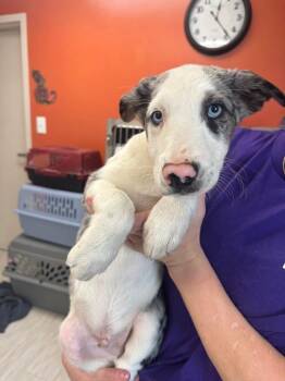 Caraxes -  Australian Shepherd and Mixed Breed Dog for Adoption in Marion, Ohio - Caraxes | PetCurious