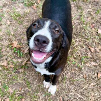 Rescue Mixed Breed Dogs for Adoption in Winnfield, Louisiana - Cara | PetCurious