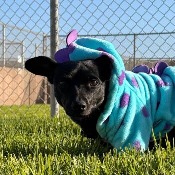Winona Low Ryder -  Chihuahua Dog for Adoption in Goleta, California - Winona Low Ryder | PetCurious