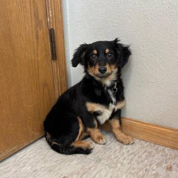 Mixed Breed Dogs Available for Adoption - Grape--In Foster***ADOPTION PENDING*** | PetCurious