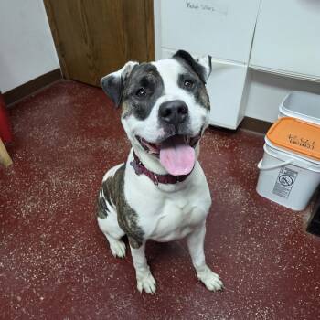 Noggin -  American Bulldog Dog for Adoption in Fargo, North Dakota - Noggin | PetCurious