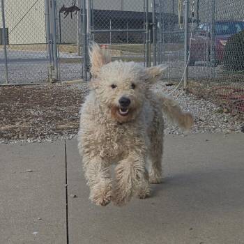 Mixed Breed Dogs Available for Adoption - Hilary Duff | PetCurious