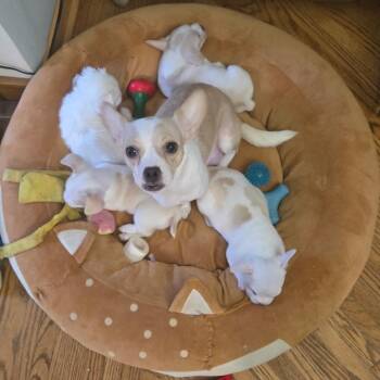Minnie -  Mixed Breed Dog for Adoption in Naperville, Illinois - Minnie | PetCurious