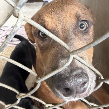 Mixed Breed Dogs Available for Adoption in Lake Panasoffkee, Florida - Granite | PetCurious