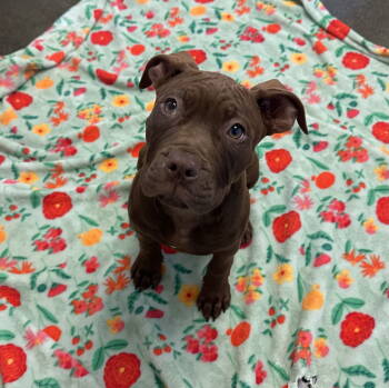 Rescue Mastiff Dogs for Adoption in Burlingame, California - Puppies, Large Breed! | PetCurious
