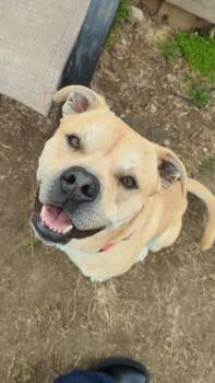 Rescue Labrador Retriever and Pit Bull Terrier Dogs for Adoption in Indianapolis, Indiana - Smudge | PetCurious