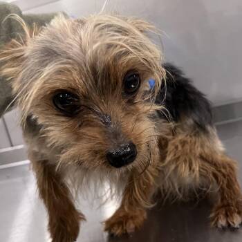 Yorkshire Terrier Dogs Available for Adoption in Washburn, Missouri - Misha | PetCurious