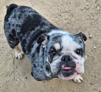 Nebula -  English Bulldog Dog for Adoption in Metairie, Louisiana - Nebula | PetCurious