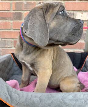 Cane Corso Dogs Available for Adoption in Glendale, Arizona - Munster Litter - Marilyn | PetCurious