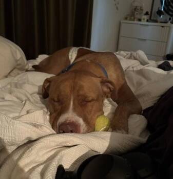 Buck -  Mixed Breed Dog for Adoption in Atlanta, Georgia - Buck | PetCurious