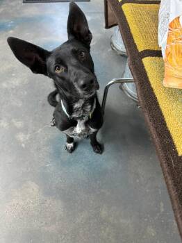 Rescue Shepherd Dogs for Adoption in Baudette, Minnesota - BETTY | PetCurious