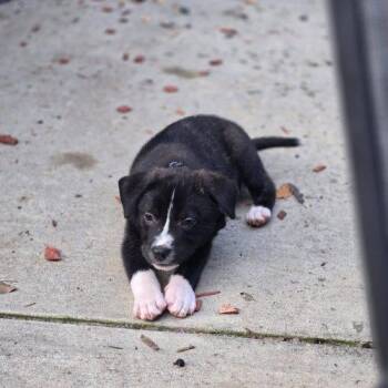 RAJ -  Labrador Retriever and Shepherd Dog for Adoption in Sanford, North Carolina - RAJ | PetCurious