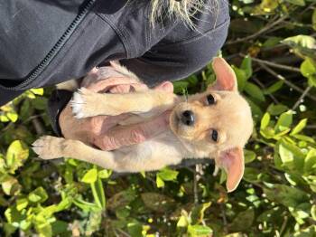 Chihuahua and Rat Terrier Dogs Available for Adoption in Briny Breezes, Florida - Jack | PetCurious
