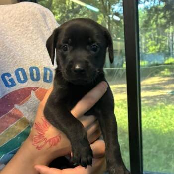 Paloma -  Mixed Breed Dog for Adoption in Gadsden, Alabama - Paloma | PetCurious
