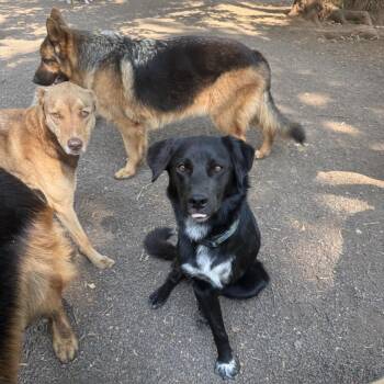 Captain Jack -  Border Collie Dog for Adoption in Portland, Oregon - Captain Jack | PetCurious