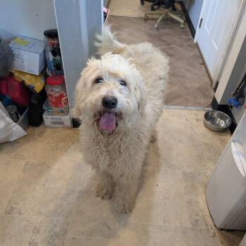 Mixed Breed Dogs Available for Adoption - Willow | PetCurious