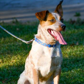 Cattle Dog and Corgi Dogs Available for Adoption - TEX (Loyal, Loving, Active--Fostering In Wayne, NJ) | PetCurious
