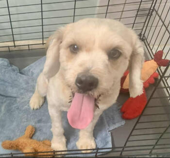 Rescue Cockapoo Dogs for Adoption in Cranston, Rhode Island - Bumblebee In LA | PetCurious