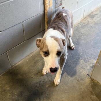 Pit Bull Terrier Dogs Available for Adoption in Amory, Mississippi - Scar 060602 | PetCurious