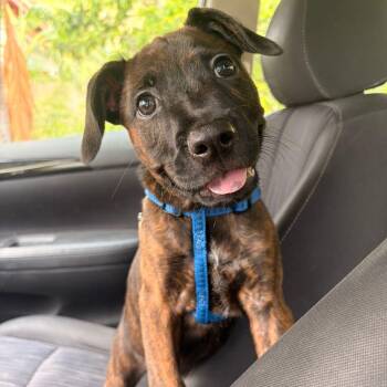 Mixed Breed Dogs Available for Adoption in Vaughan, Ontario - Mako | PetCurious