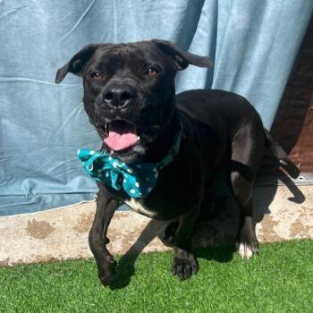 Bobo Bones -  American Staffordshire Terrier Dog for Adoption in Houston, Texas - Bobo Bones | PetCurious
