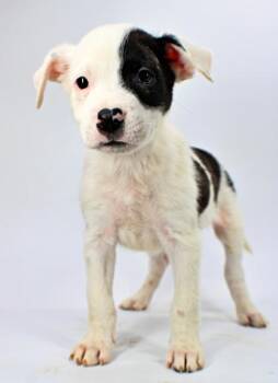 Justin -  Labrador Retriever and Mixed Breed Dog for Adoption in Morton Grove, Illinois - Justin | PetCurious