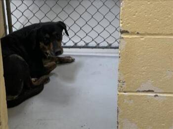 BIZZIE -  Pit Bull Terrier and Mixed Breed Dog for Adoption in Tulsa, Oklahoma - BIZZIE | PetCurious