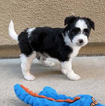 Mork -  Havanese and Miniature Poodle Dog for Adoption in Newport Beach, California - Mork | PetCurious