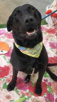 Umbra -  Black Labrador Retriever Dog for Adoption in Grant, Alabama - Umbra | PetCurious