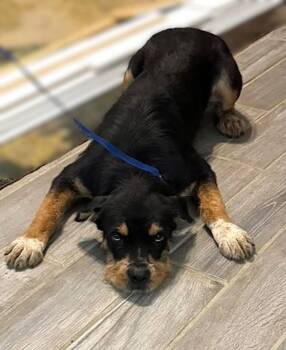 Rescue Wirehaired Terrier and Rottweiler Dogs for Adoption in Savannah, Georgia - Ogeechee | PetCurious
