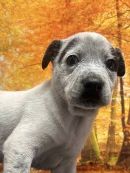 Rescue Shepherd and Mixed Breed Dogs for Adoption in San Antonio, Texas - Bryan | PetCurious