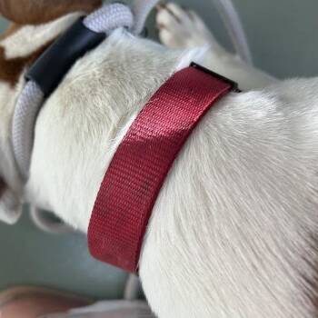 Simon -  Terrier and Mixed Breed Dog for Adoption in Lyndhurst, Virginia - Simon | PetCurious