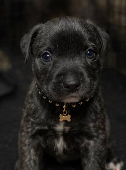 American Bully Dogs Available for Adoption in Farmington, Missouri - ERNIE | PetCurious