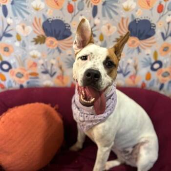 Pit Bull Terrier and Australian Cattle Dog Blue Heeler Dogs Available for Adoption - Lex Zoom Baby Bouncy Paws | PetCurious