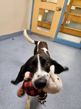 Abel -  Hound Dog for Adoption in Suffolk, Virginia - Abel | PetCurious
